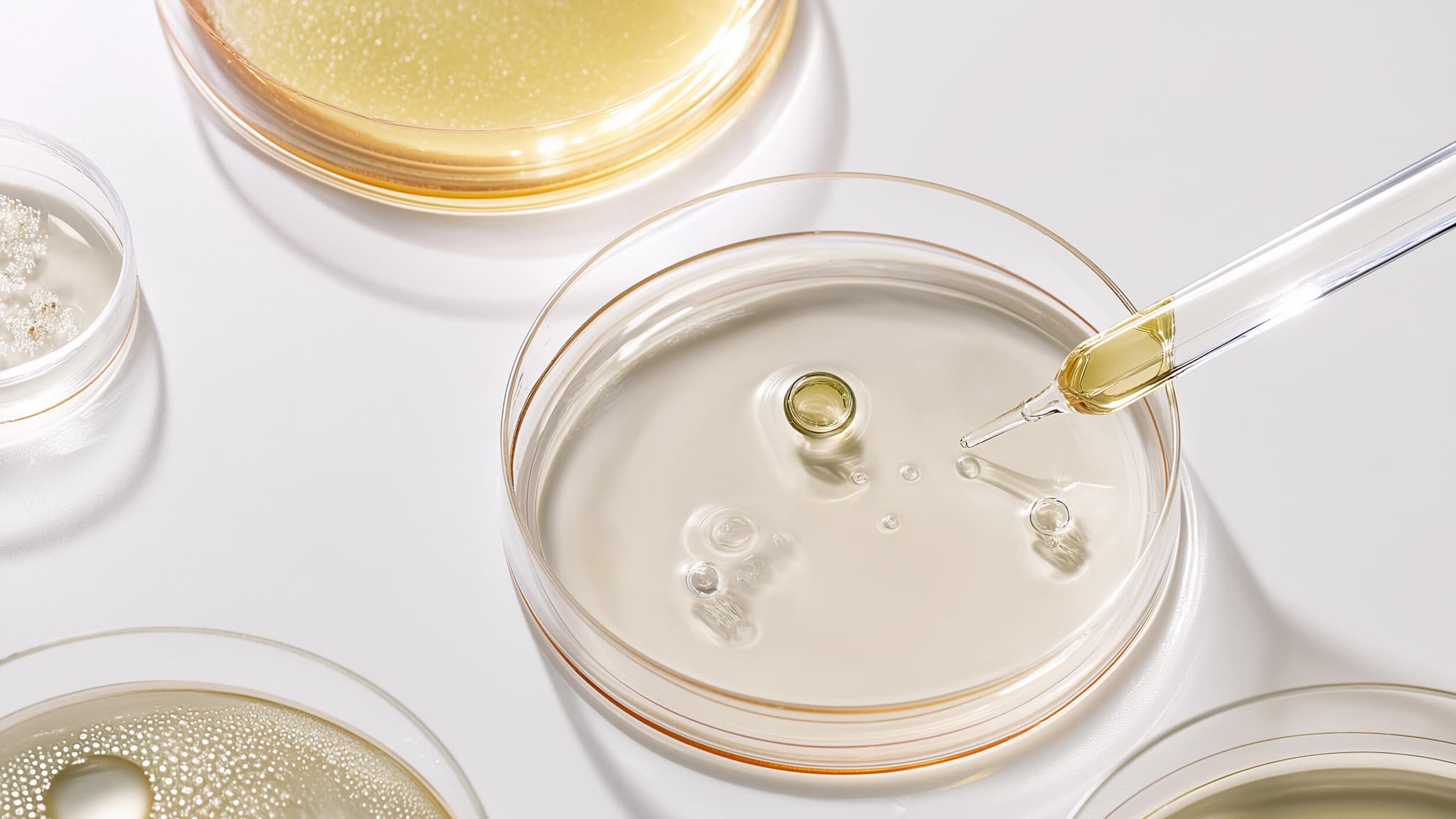 Draufsicht Petrischalen mit Flüssigkeiten und Pipette